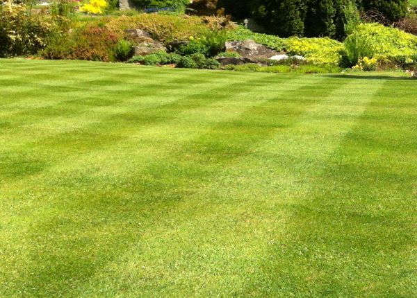 Cost of Commercial Grass Cutting in Lubbock