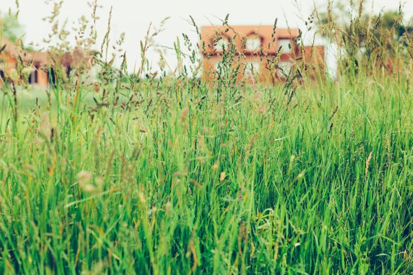 Cost of Tall Grass Cutting in Lubbock