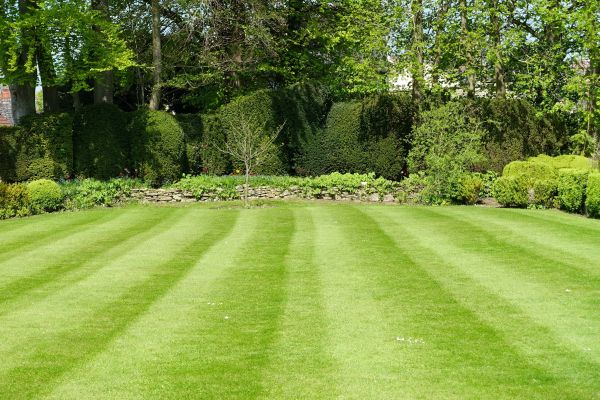 Cost of Grass Care Service in Lubbock