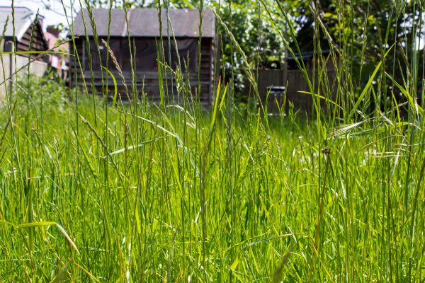 Cost of Overgrown Lawn Trimming in Lubbock