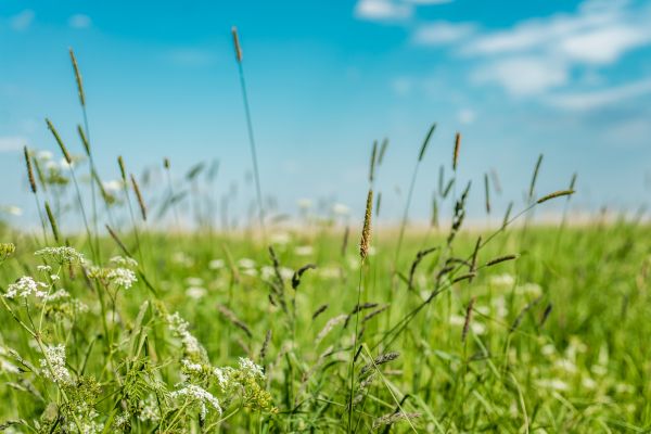 Cost of High Grass Trimming in Lubbock