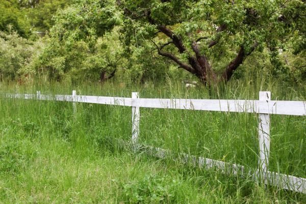 Cost of Fence Line Trimming in Lubbock